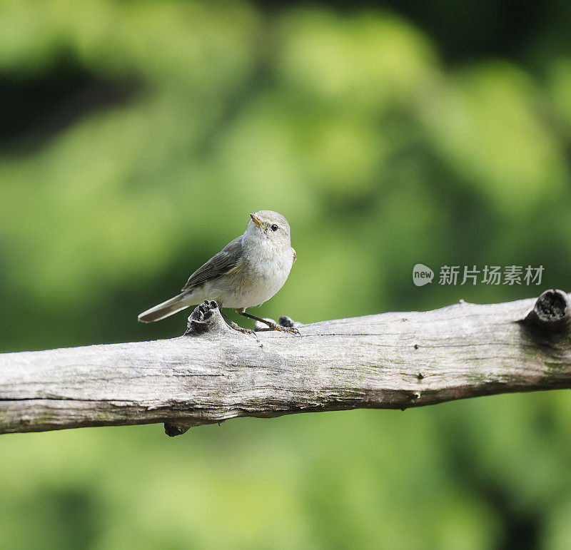 金缕草(Phylloscopus collybita)